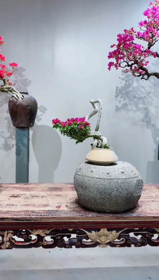 【闪购商品】盆景小桃红