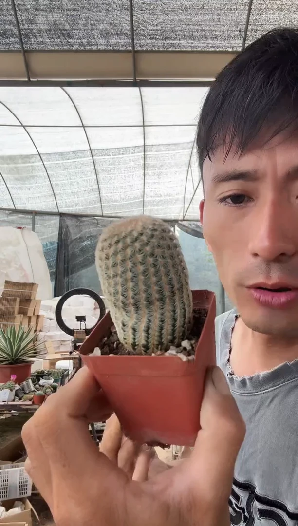 实生金太阳18.99