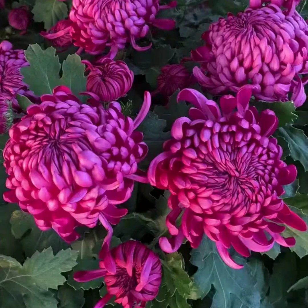 【紫绣球】带花苞多年生室内外阳台绿植盆栽