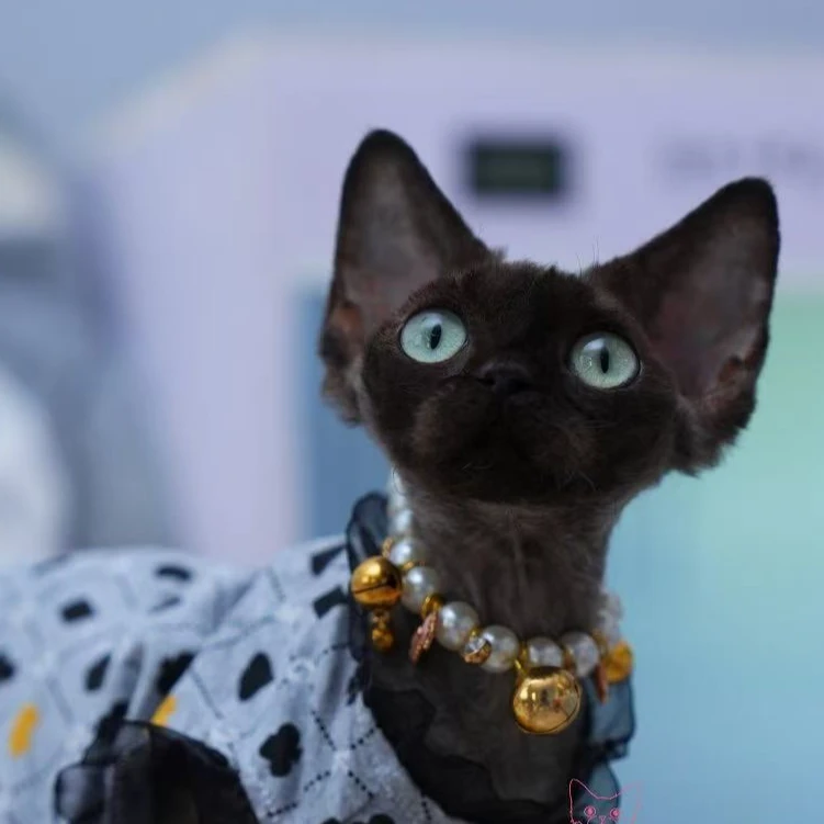 糖豆德文卷毛猫可爱活体专属链接多色可选