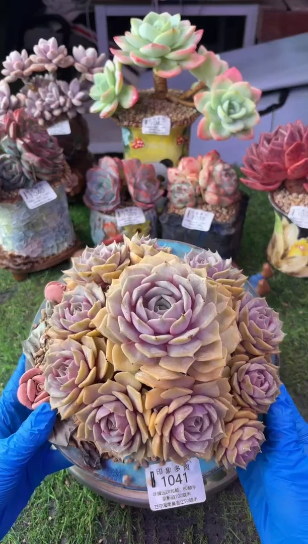 昆明印象多肉1041