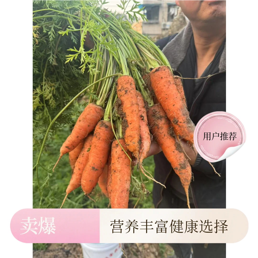 胡萝卜夏秋播种菜园胡萝卜种子