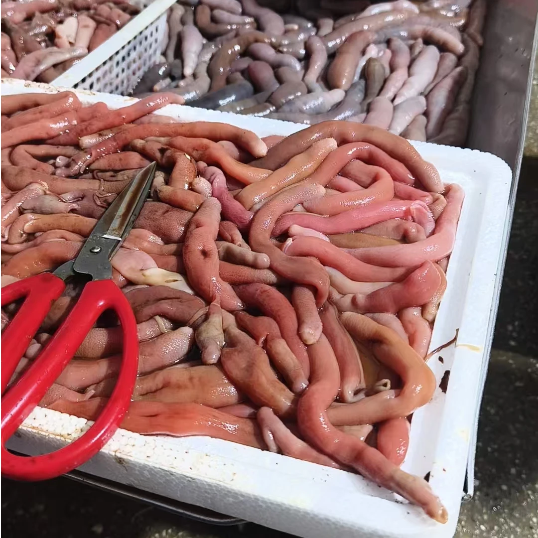山东鲜海肠皮   （二斤不去头）顺丰发货贝壳