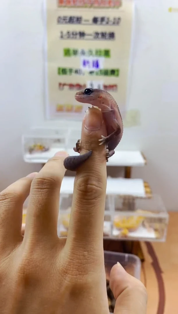 豹纹守宫豹纹守宫幼苗亚成体成体肥尾