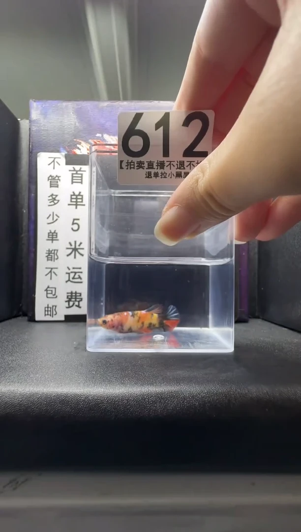 斗鱼母鱼编号：612
