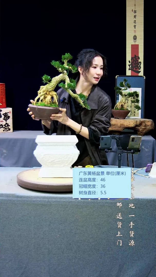 【闪购商品】雀舌黄杨盆景雀舌黄杨盆景