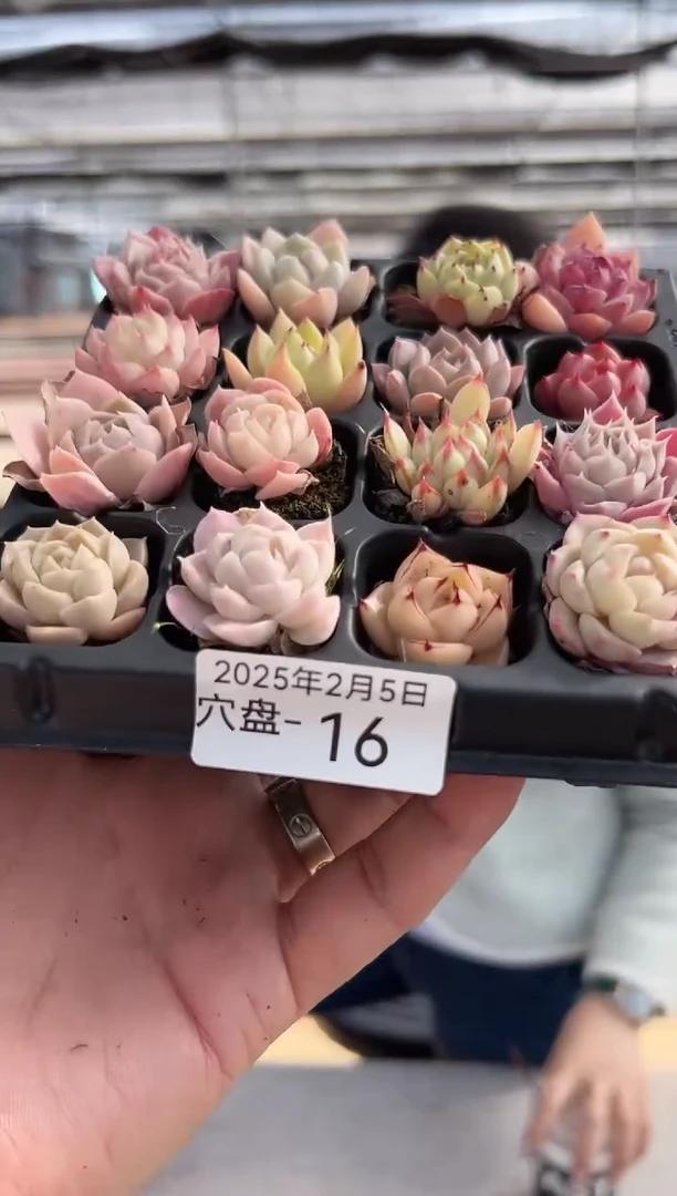 【闪购商品】穴盘-16