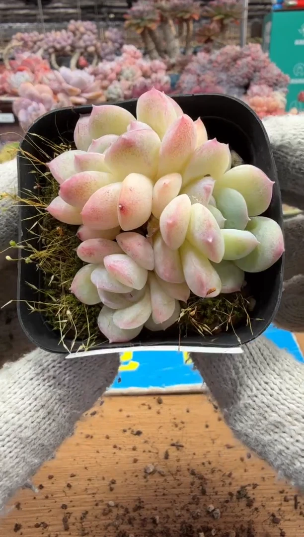 东云多肉园三店-201