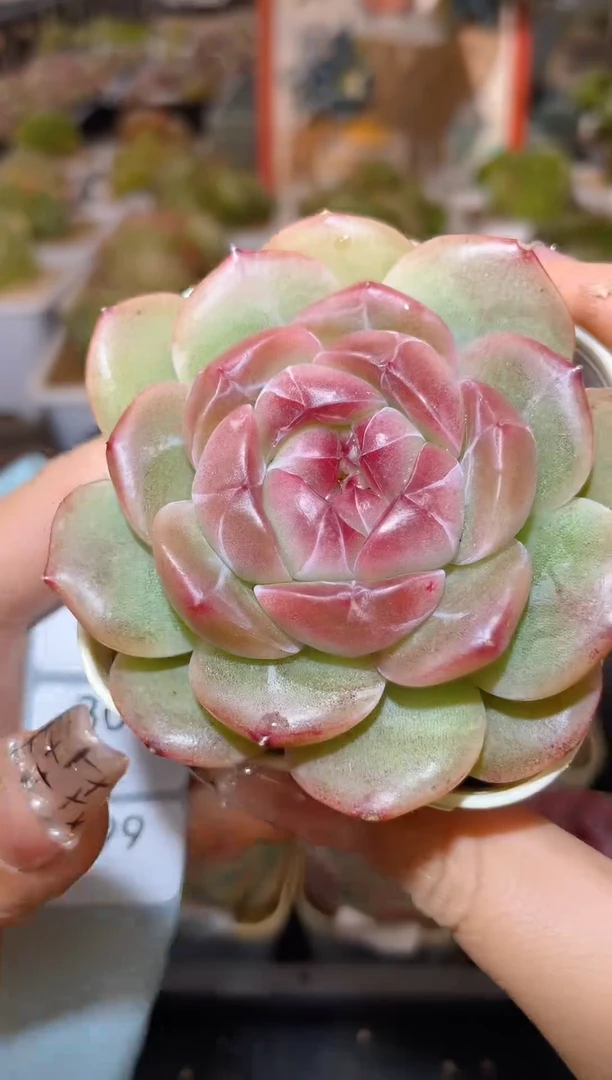 【闪购商品】298珍妮多肉