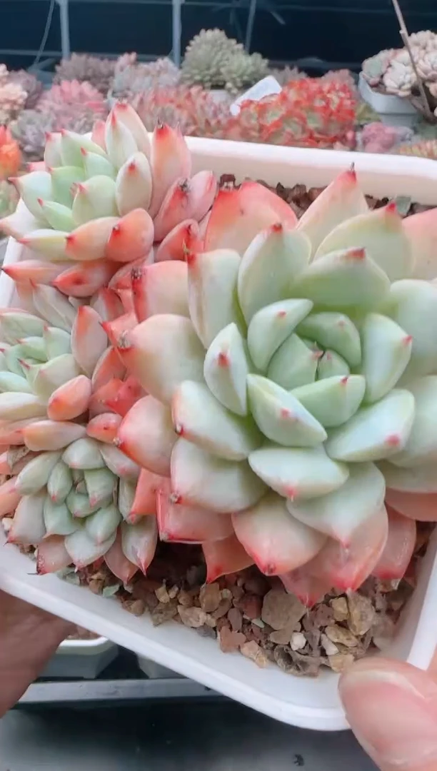 【闪购商品】5564.