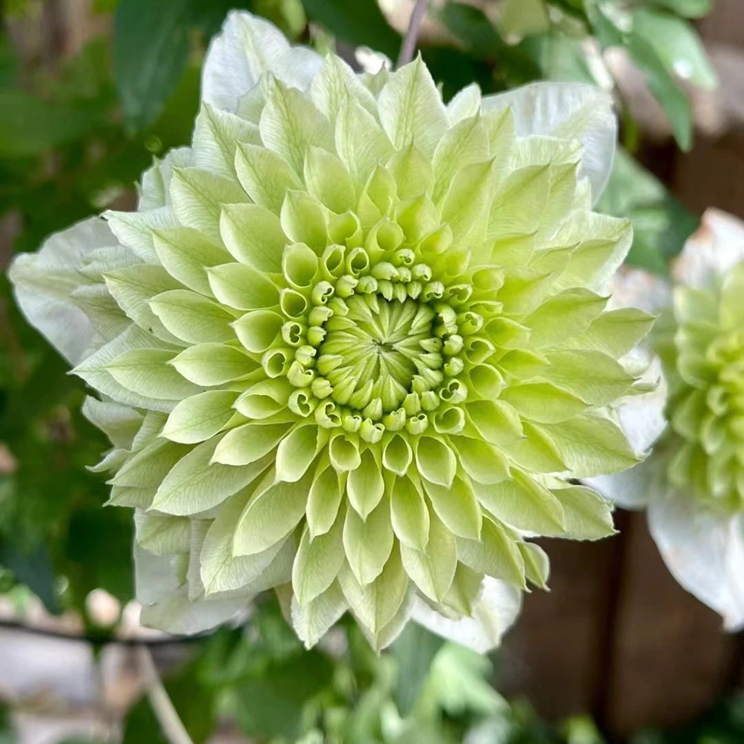 铁线莲花中大苗 小绿 阳台庭院花园盆栽地栽植物 三类修剪