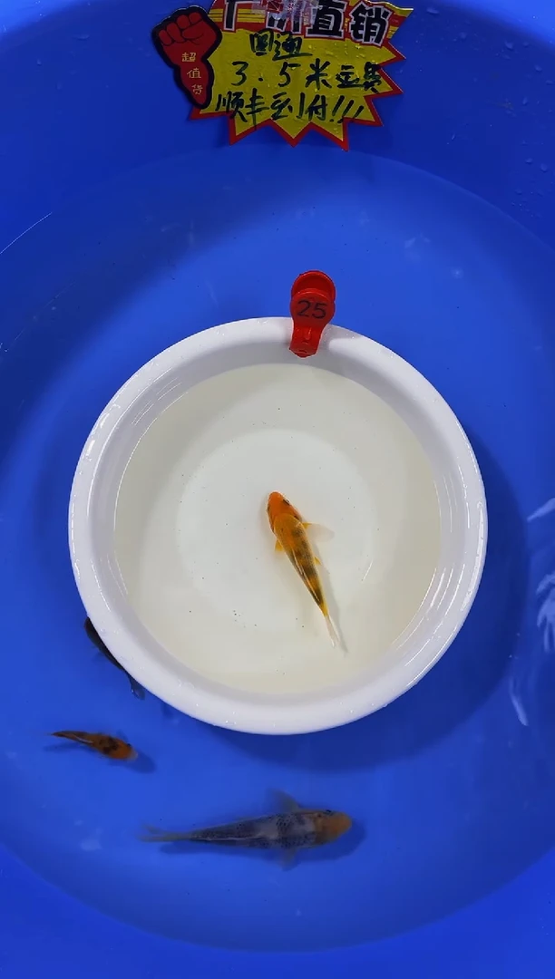 锦鲤活体二号链接