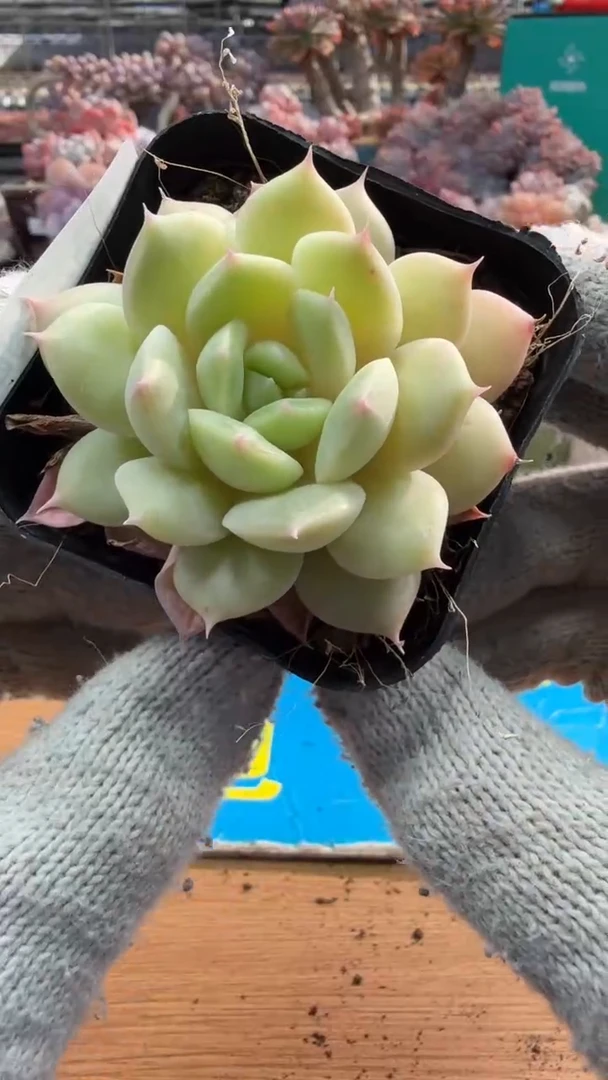 东云多肉园三店-139