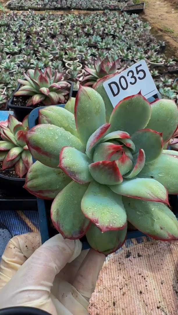 D035惊鸿仙子（裸根发货）