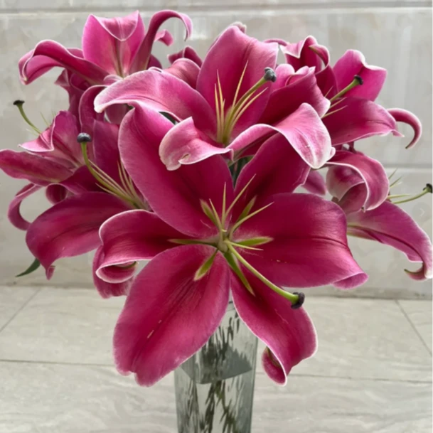 植此 1单 【顺丰】包邮 [红色系百合12-16朵]云南基地直发