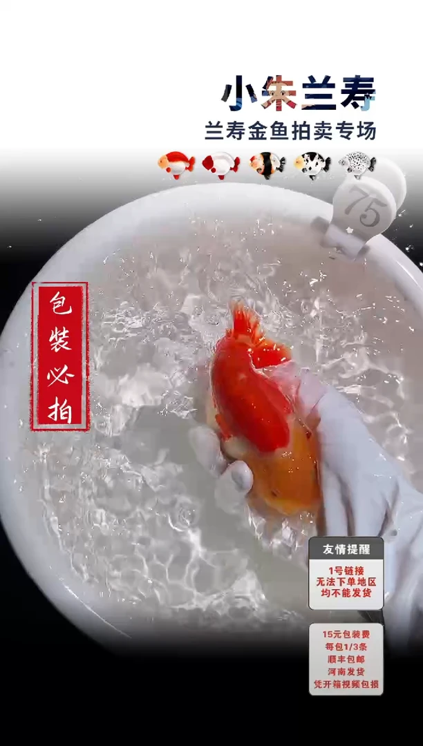 金鱼包装必拍未拍顺丰到付75号