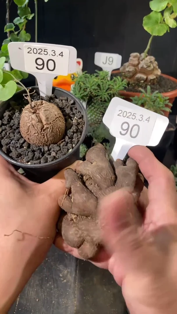 【闪购商品】半球龟送南非龟甲龙3.4.90