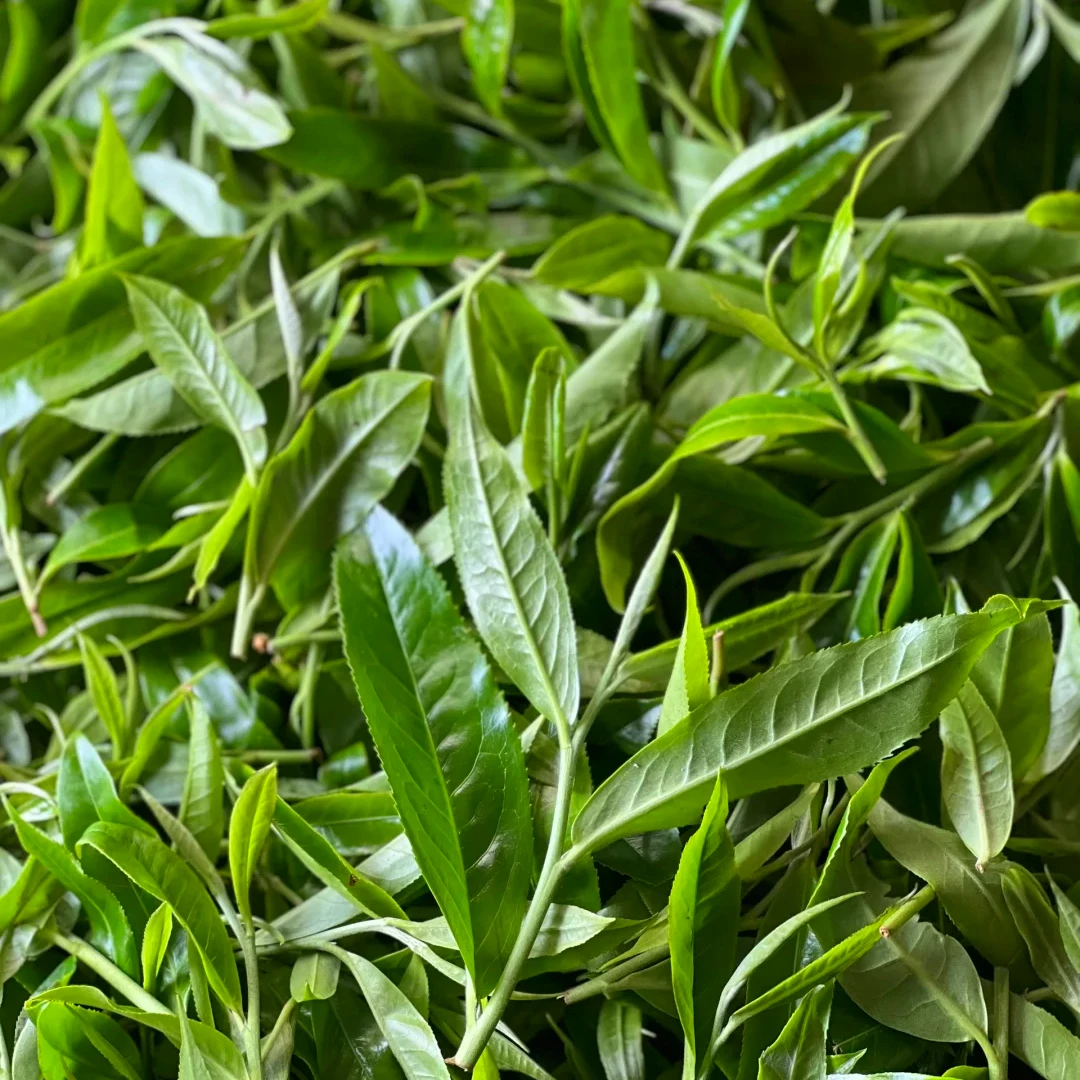冰岛黄金叶 龙珠一斤 普洱生茶 8g/颗