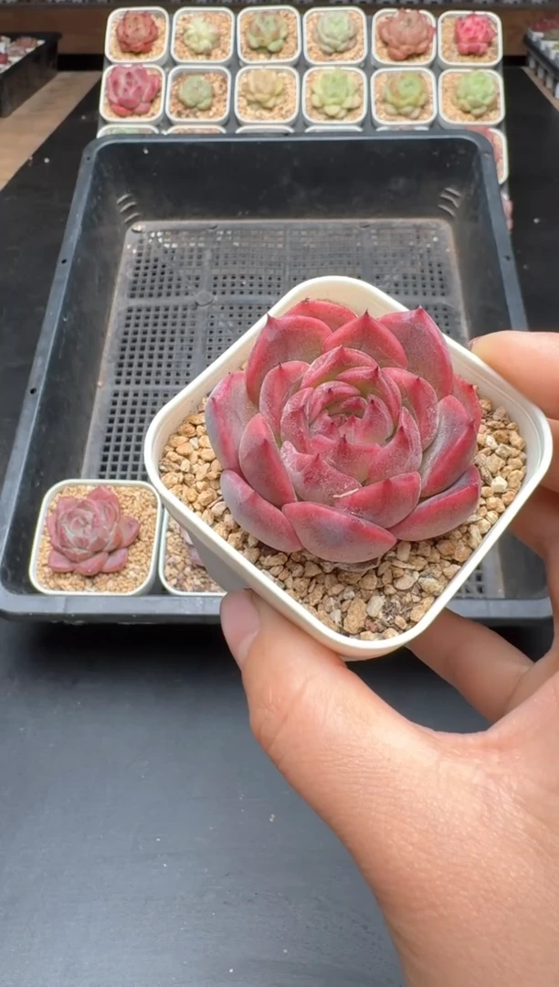 【闪购商品】473C物拍多肉带盆土6.5杯拍3颗包柚