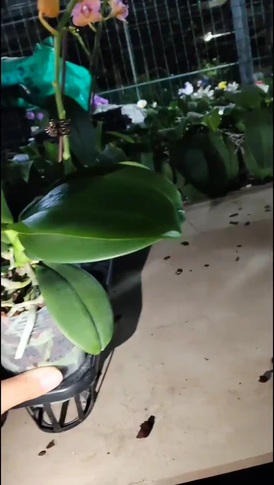 大部分花苞少量开放魔法福利