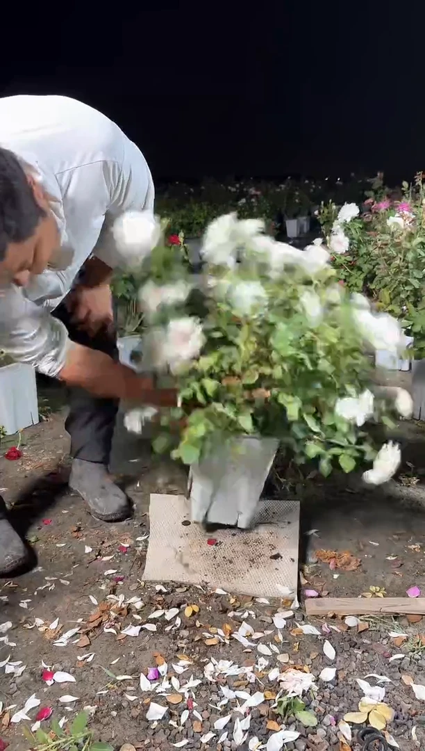 当前无花朵，栽培后可花朵家书702