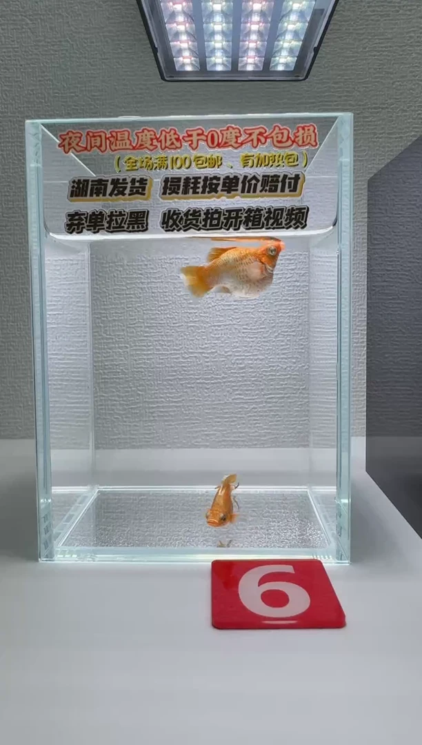 黑玛丽鱼006黄金玛丽1对
