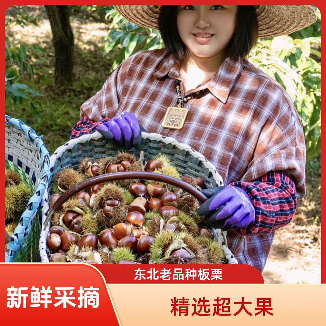 【精选超大果】东北老品种大板栗（买四斤送一斤）到手五斤