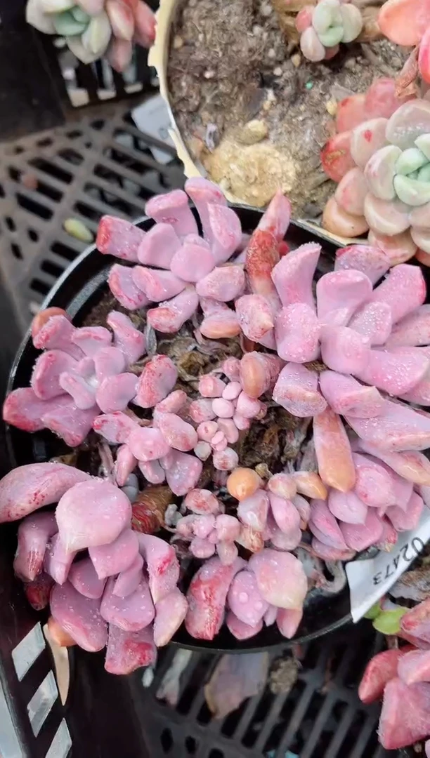 【闪购商品】03473