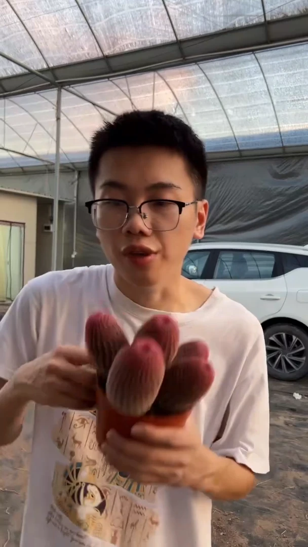 4头起发 红太阳【带根】