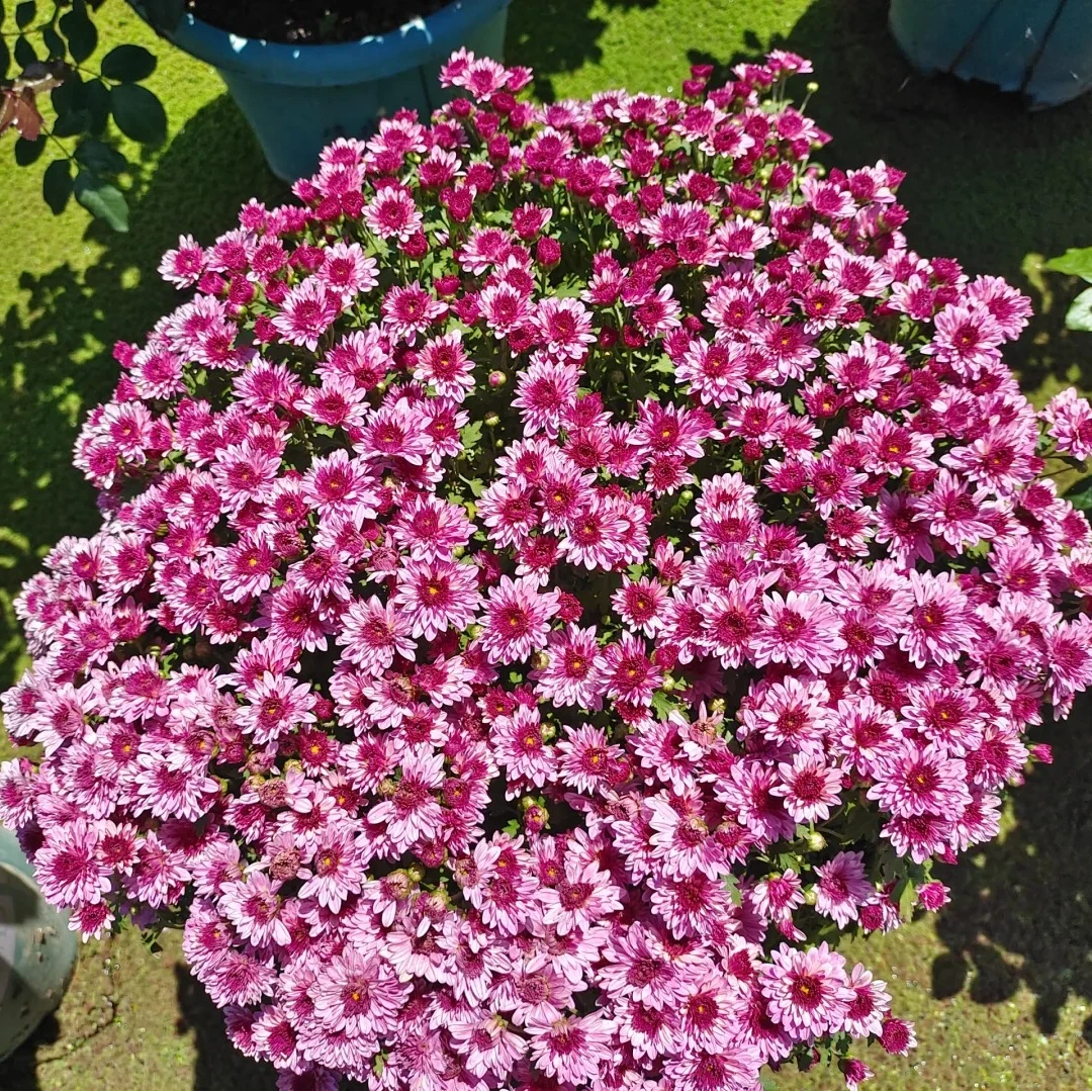 【草莓甜心】球菊 耐热耐晒庭院阳台易养护