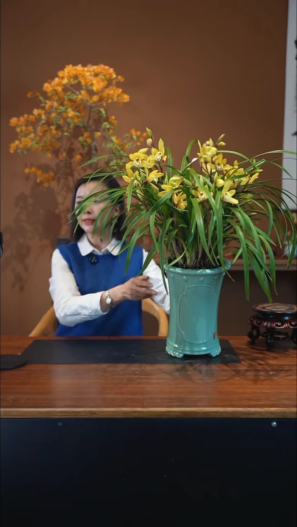 全部花朵黄莺盆景盆景盆景