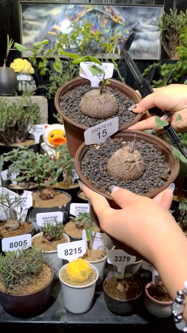 15号1214福利南非龟甲龙买一送一