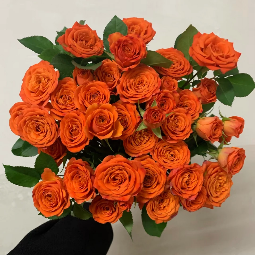 鲜花【橙色芭比1扎】同地址两单顺丰或京东送货上门