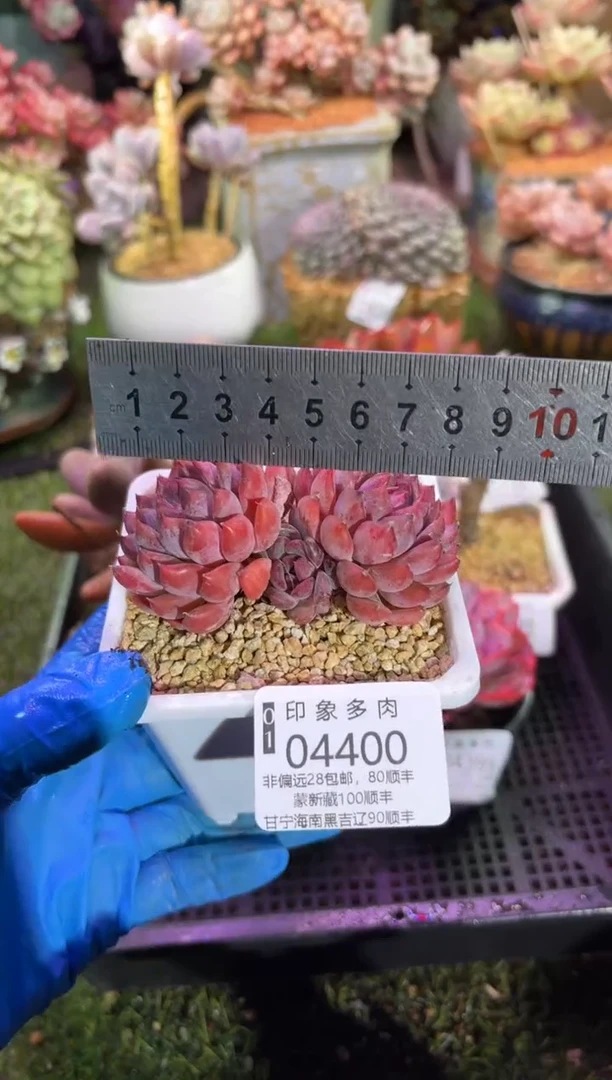 【闪购商品】04400