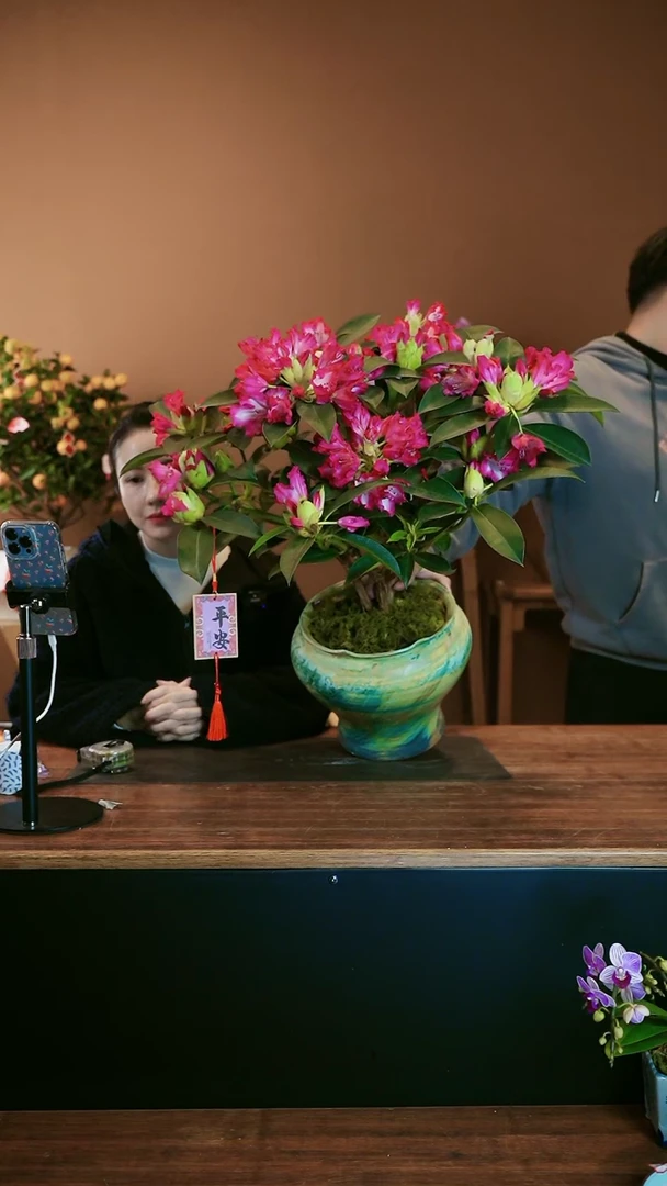 【闪购商品】盆景高山杜鹃 绿