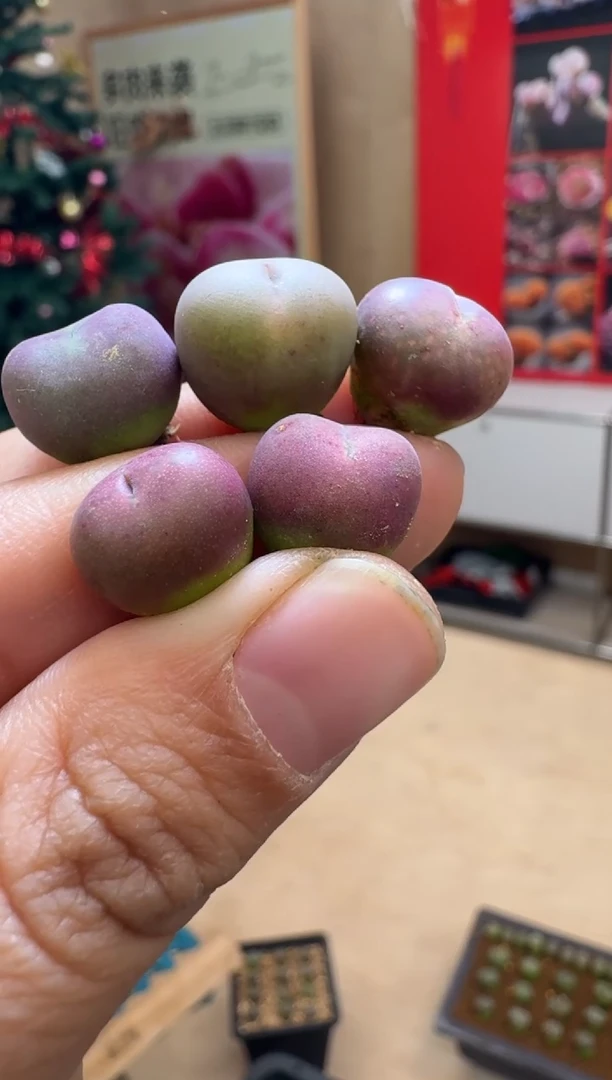 【闪购商品】19-32甜杏sp一颗