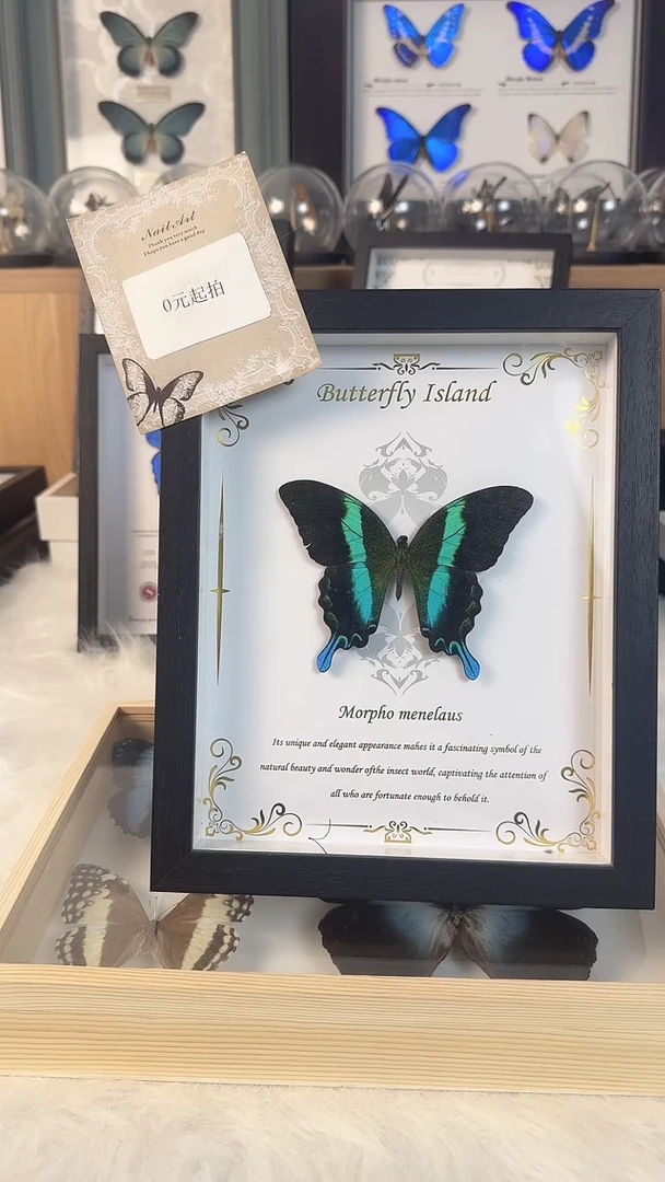天然真实蝴蝶标本