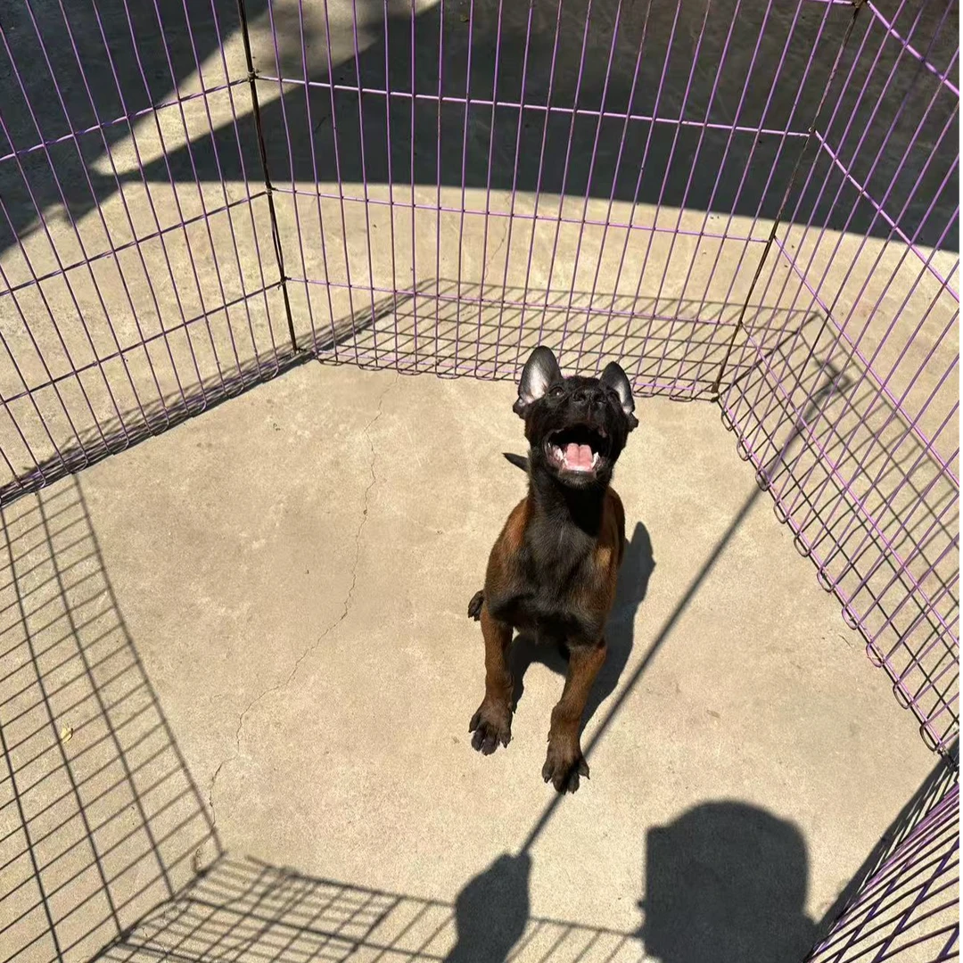 马犬俱乐部狗狗活体爆红马犬