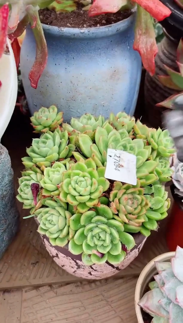 灵*多肉植物一物一拍27094
