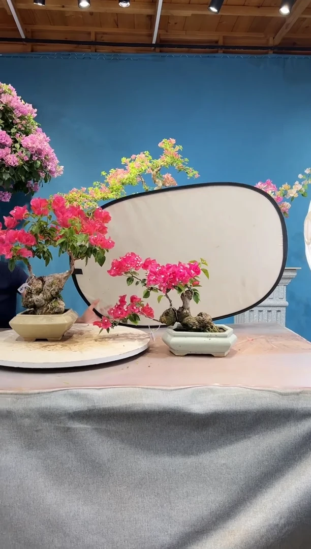 大部分开放少量花苞用****6同安红三角梅