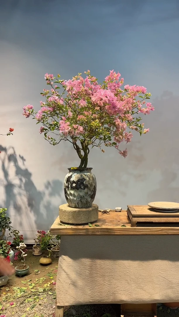 全部花朵三角梅11