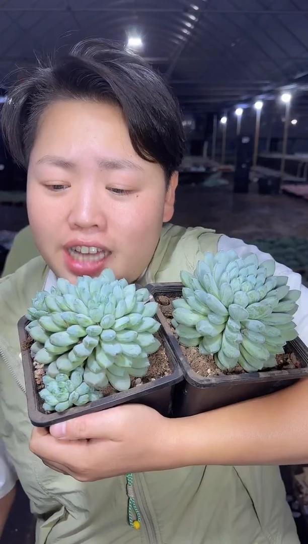 绿心美人一单一多   9.99