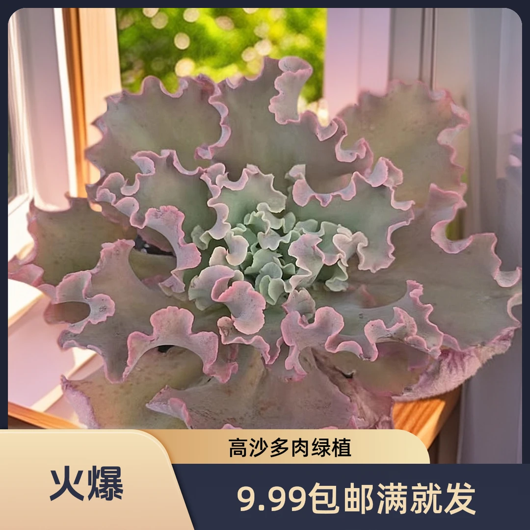 高沙(拼满15元包邮)多肉植物阳台露台办公室绿植植新手好养