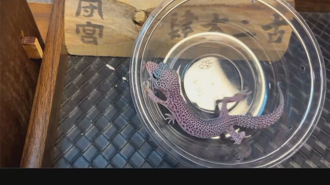 豹纹守宫豹纹守宫玖