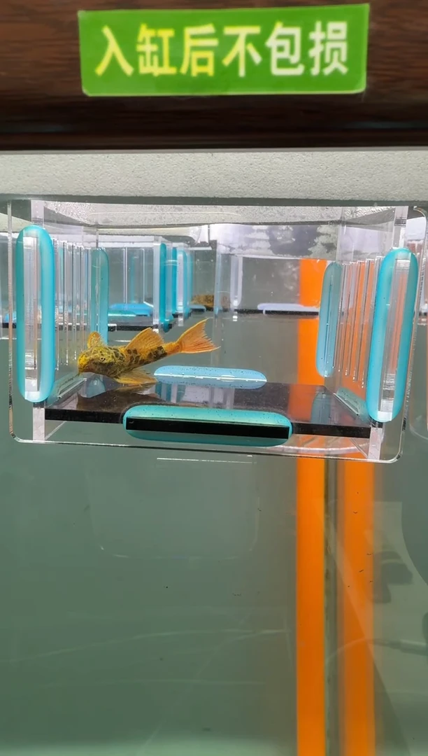 清道夫鱼141号600入缸不包损录制完整开箱视频5.4厘米