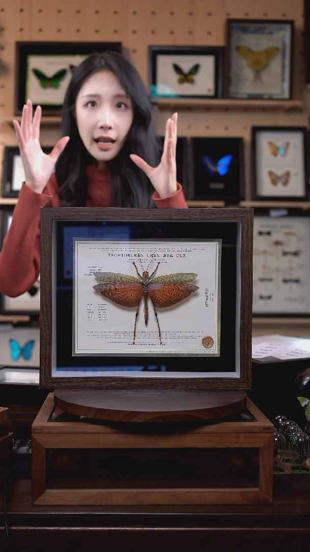 橙斑翅巨蝗标本摆件