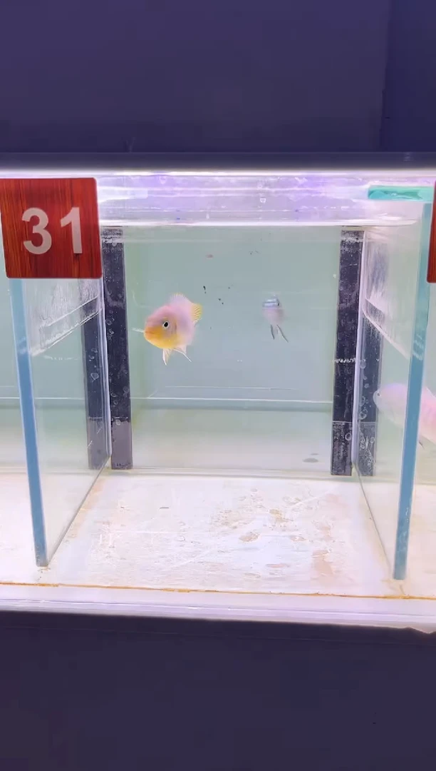 海水鱼三湖慈鲷人工