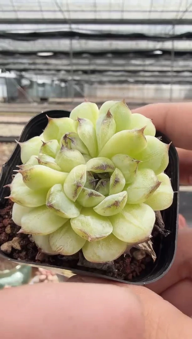 东云多肉园新款-180