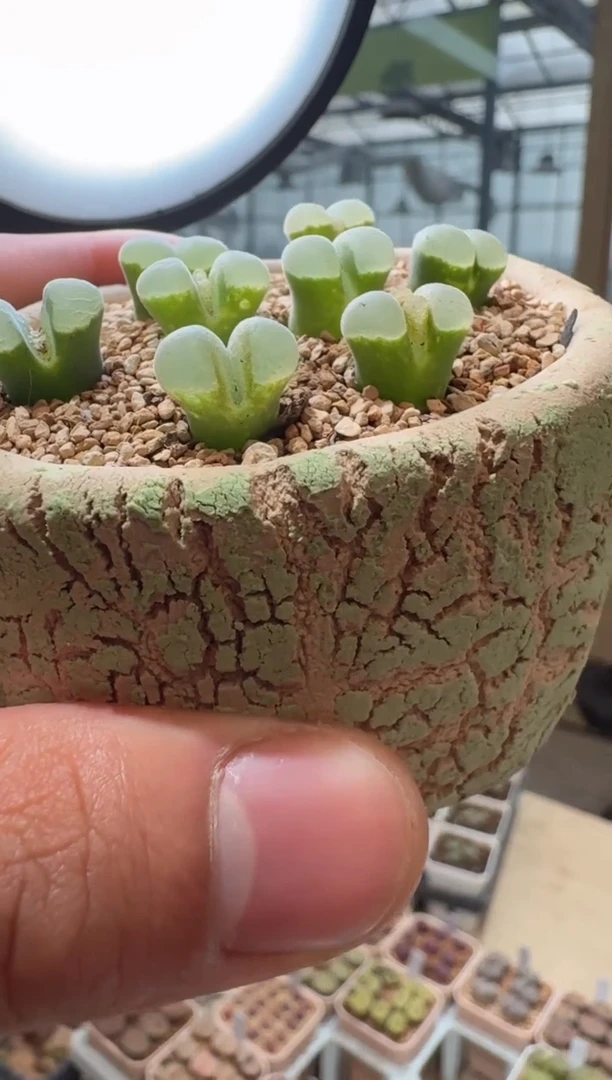 175多肉植物肉锥风铃一颗