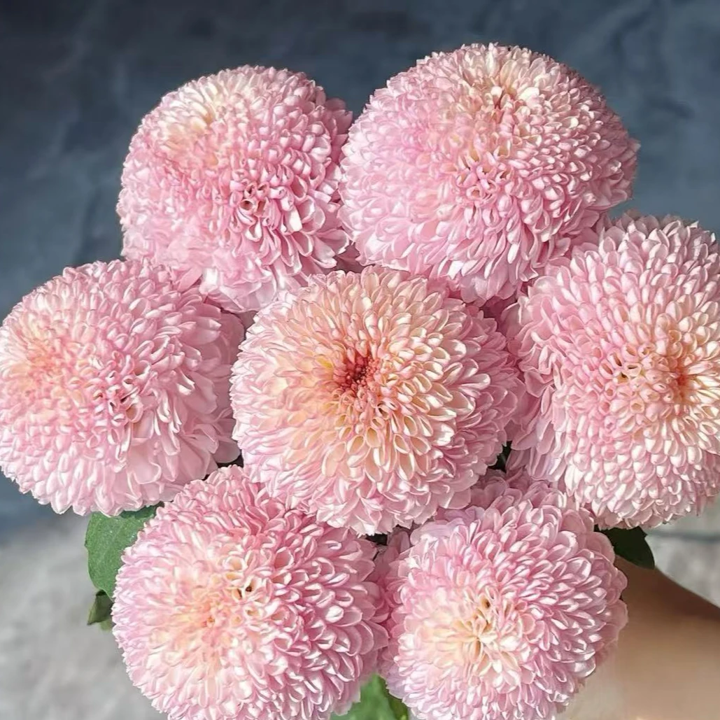 【顺丰发货】 粉乒乓菊鲜花1-4单一个运费自选品种